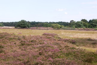 Hiddensee